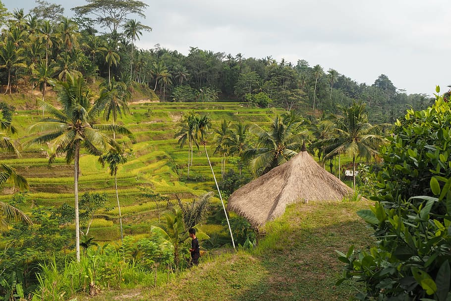 bali, rice, field, plant, landscape, environment, tree, agriculture HD wallpaper
