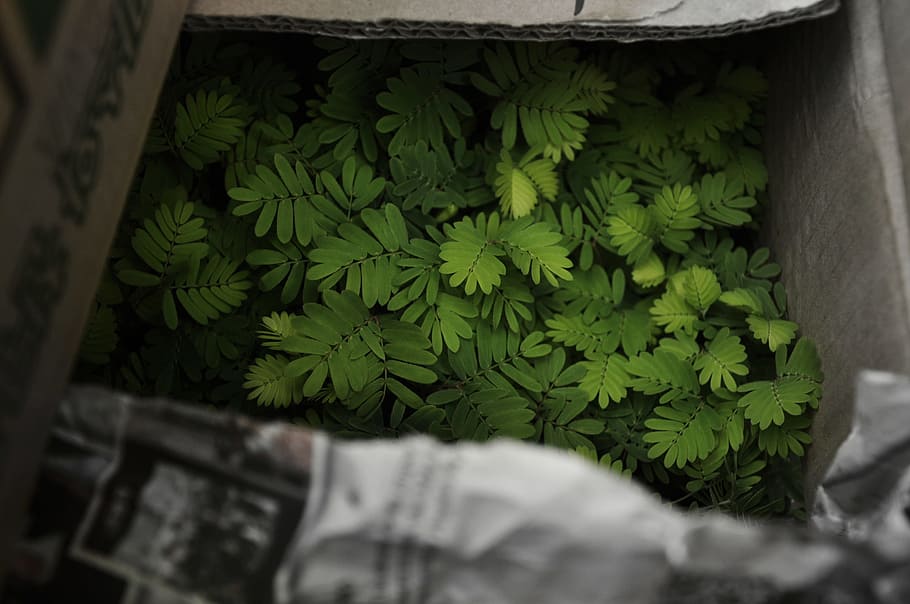 double compound plants in box, green leafed plant, green Color HD wallpaper