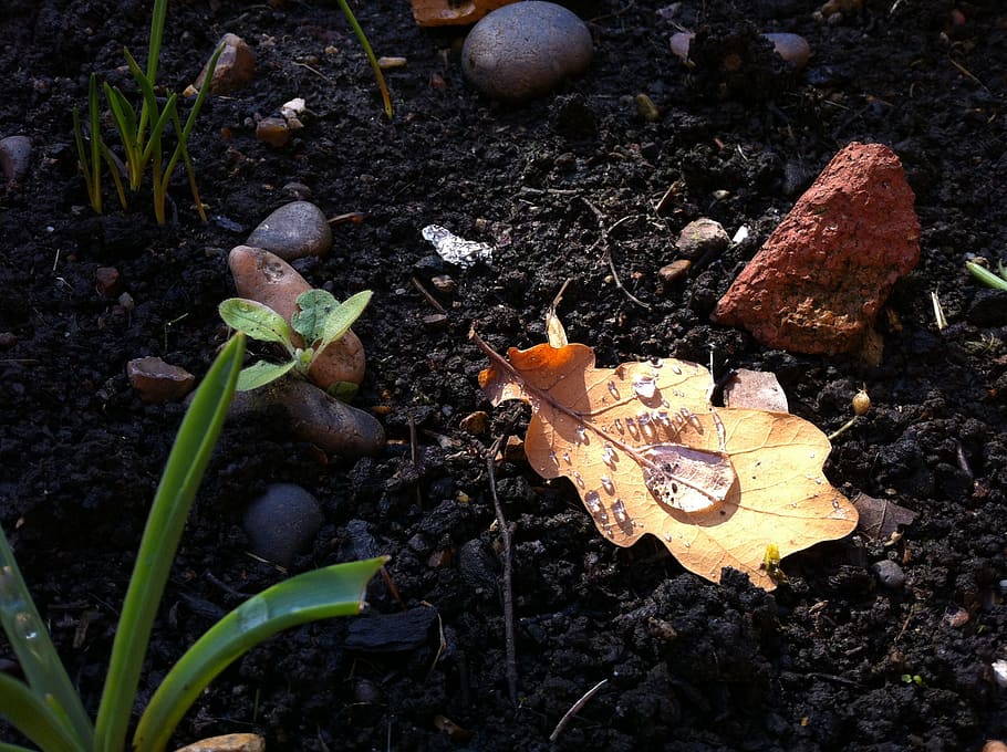 rain, leaf, ground, nature, rain drop, land, field, plant part HD wallpaper