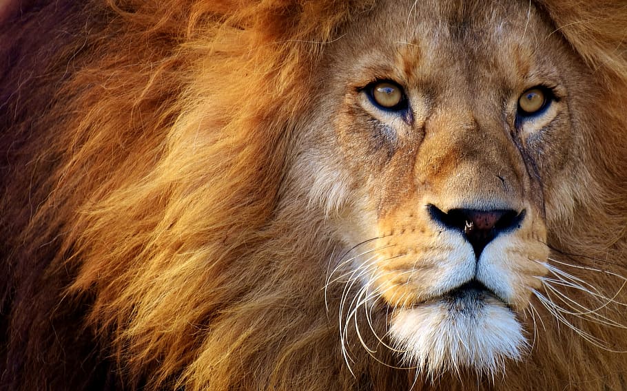 shallow focus photography of Lion, predator, dangerous, mane HD wallpaper