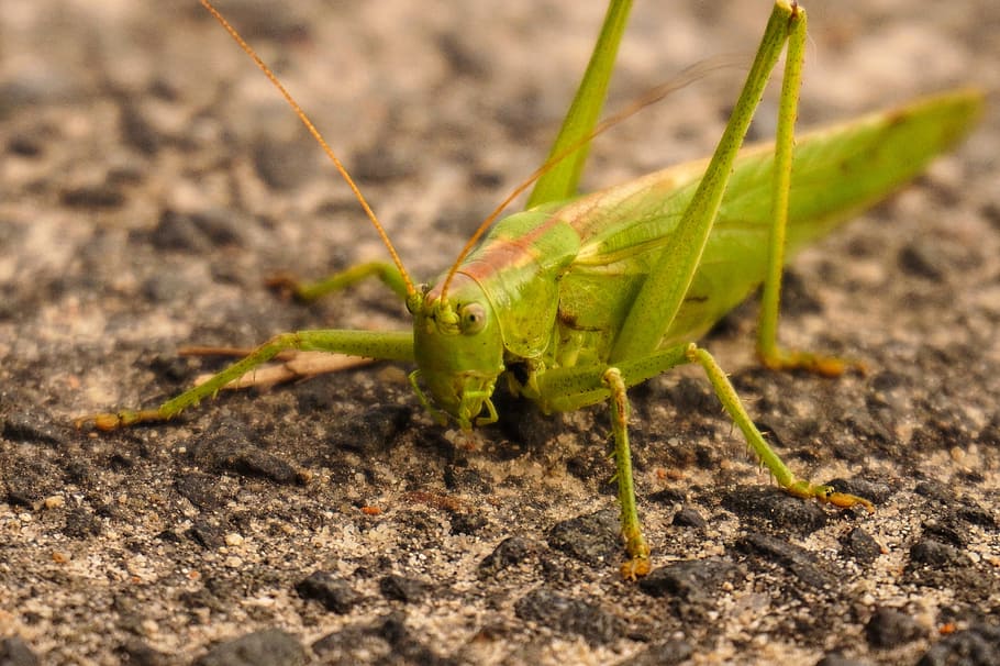 grasshopper, green, close, insect, nature, small, road, animal themes HD wallpaper
