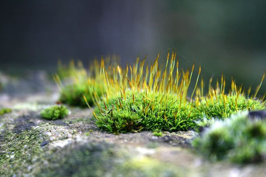 moss, macro, stone, nature, green Color, lichen, close-up, plant HD wallpaper