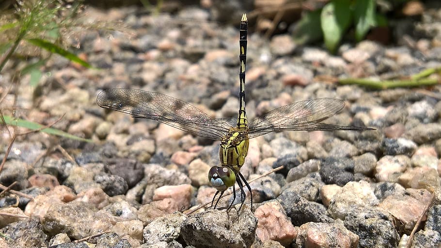 nature, dragonfly, forest, insect, one animal, animal themes HD wallpaper