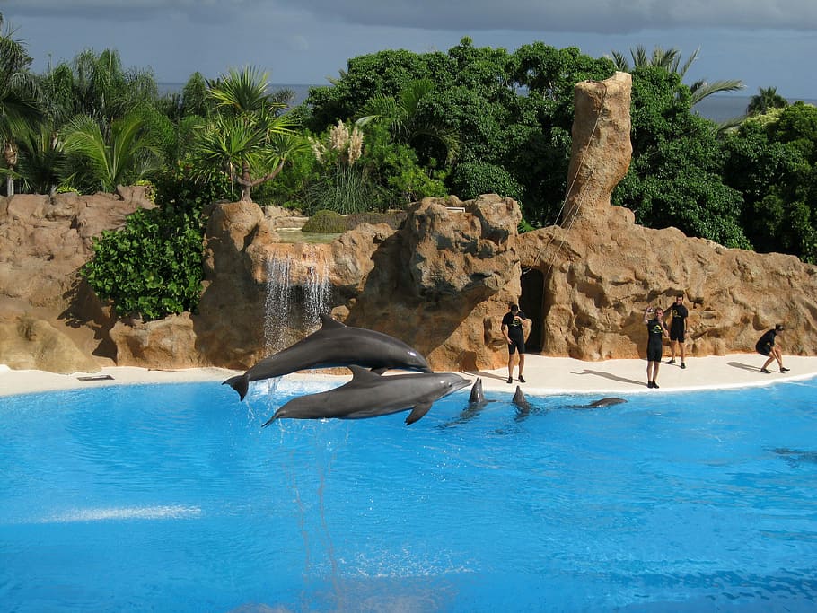 Dolphins, Jump, Show, Demonstration, Zoo, mammal, water, animal HD wallpaper