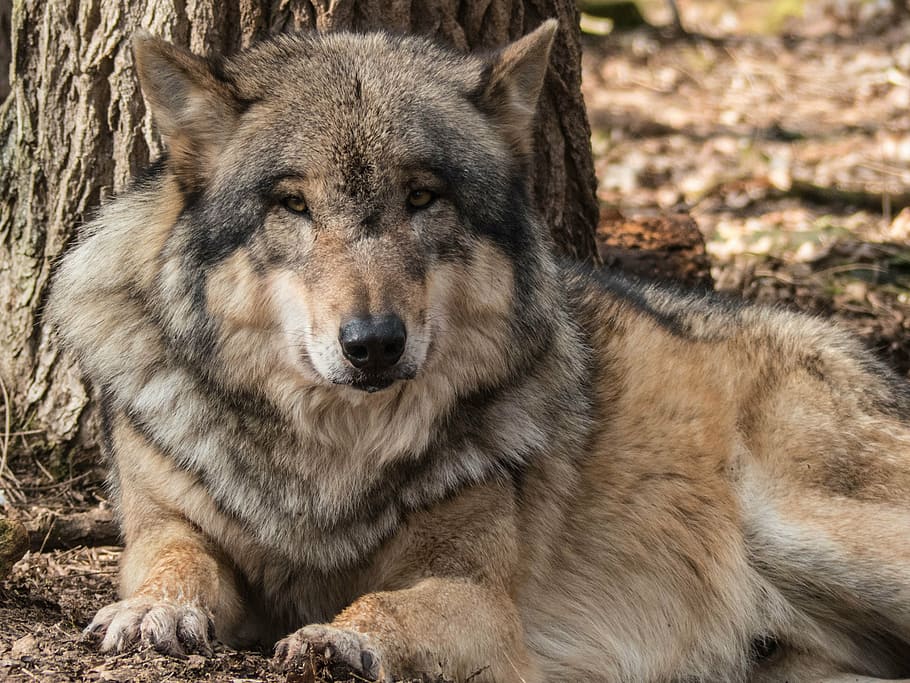 black and brown Wolf lying on brown soil, animal, nature, predator HD wallpaper