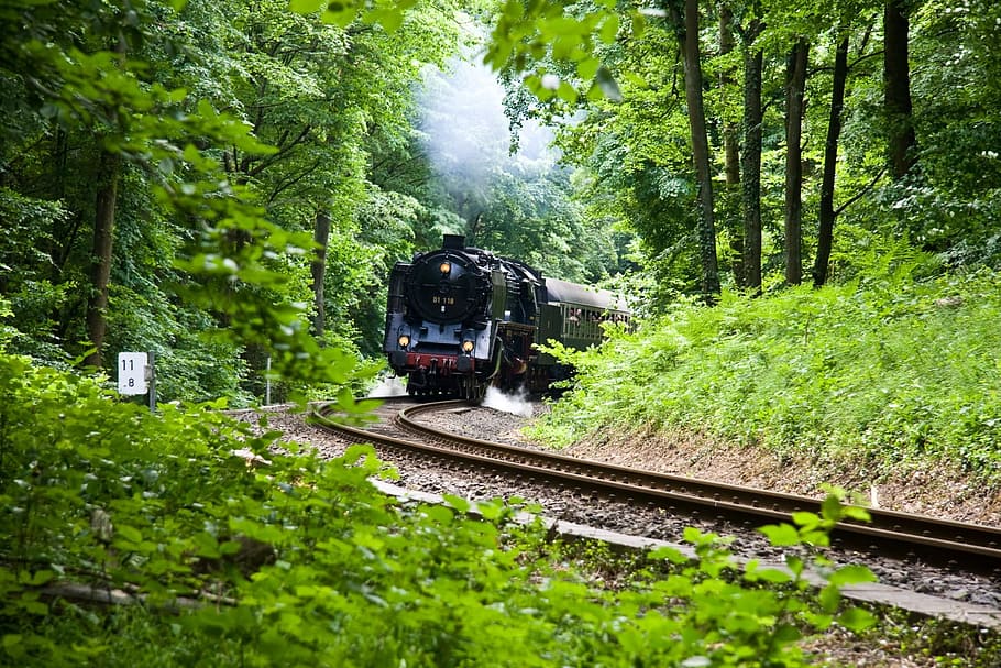 train on trail, Steam Train, Nature, Forest, steam locomotive