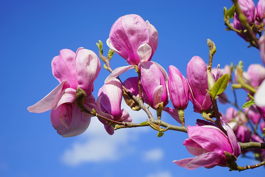 cherry blossom tree, magnolia, magnolia blossom, bloom, purple, HD wallpaper