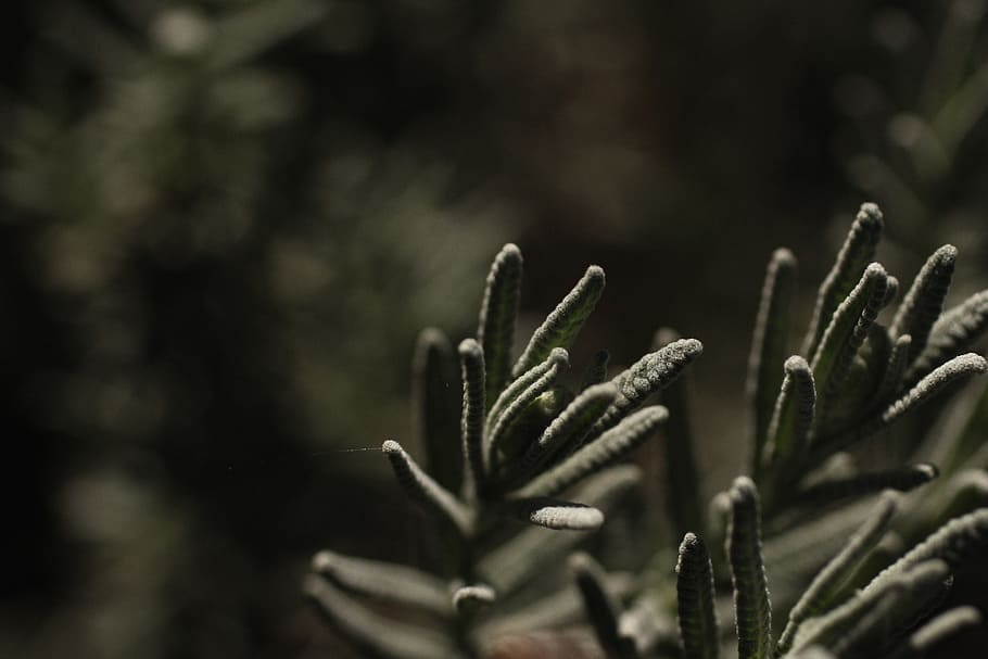 tilt shift lens photography of green plant, green plant on macro shot HD wallpaper