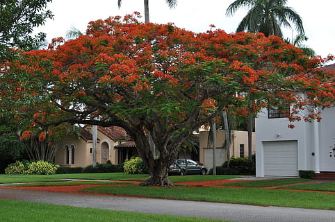 red and green tree near house during daytime, Flamboyant, Flowers HD wallpaper
