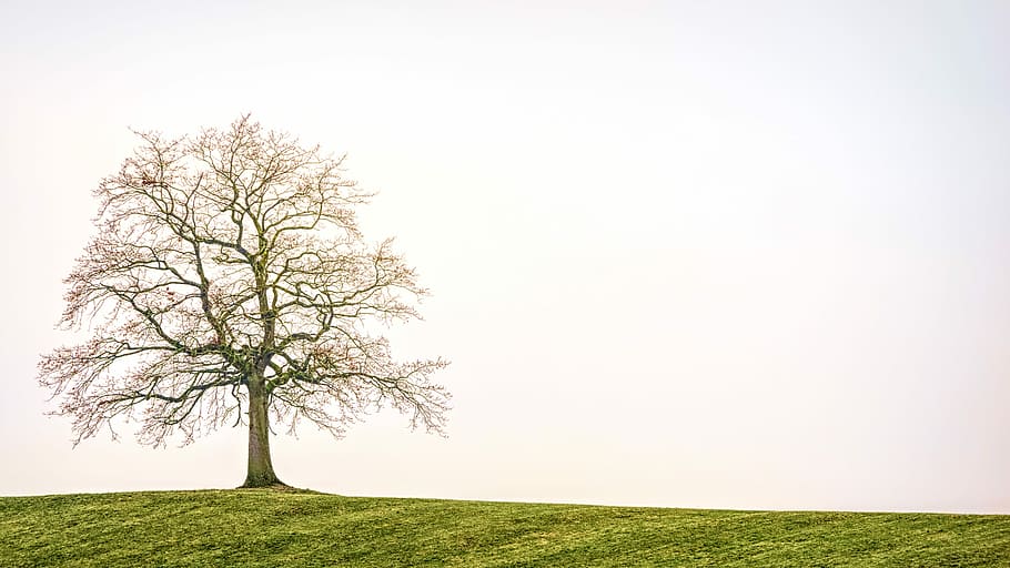 leafless lone tree during daytime, nature, landscape, alone HD wallpaper
