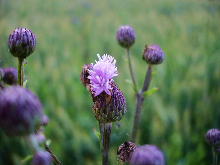 Field Thistle, Prickly, Acker, acker thistle, cornfield, purple HD wallpaper