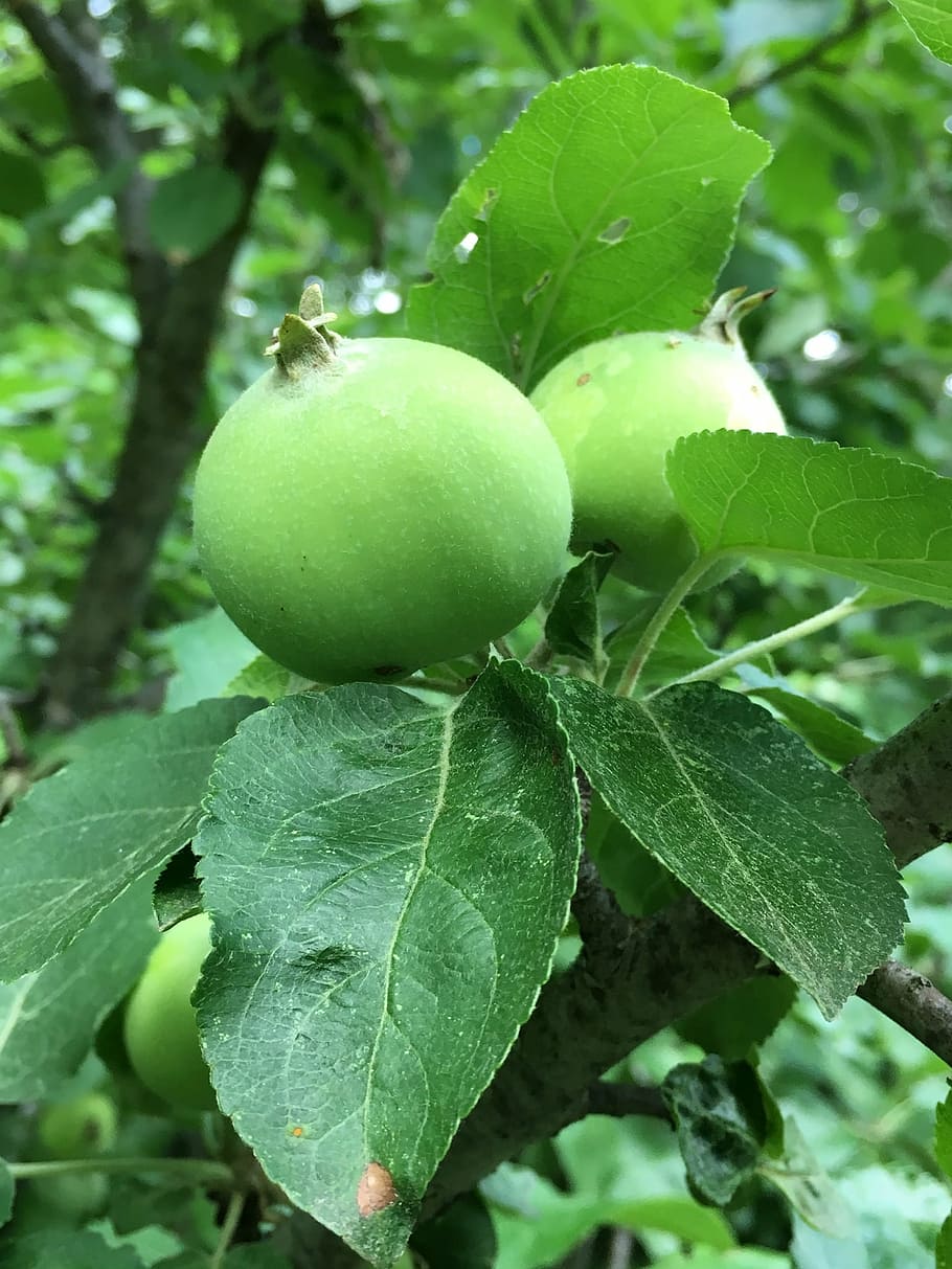 apple, spring, green, nature, tree, fruit, food, agriculture HD wallpaper