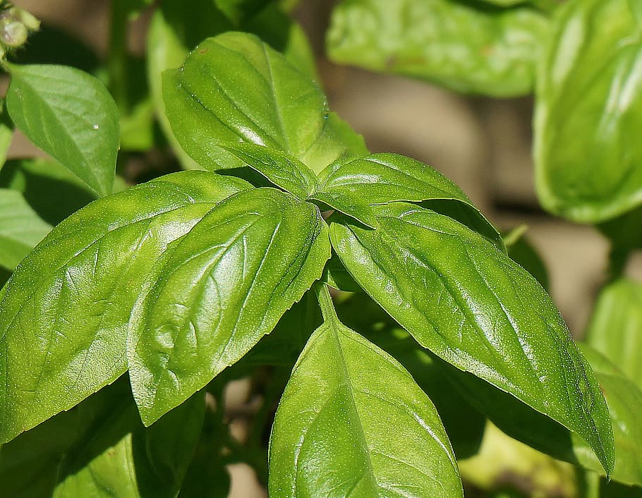 basil, culinary herb, fresh, garden, nature, cooking, ingredient HD wallpaper