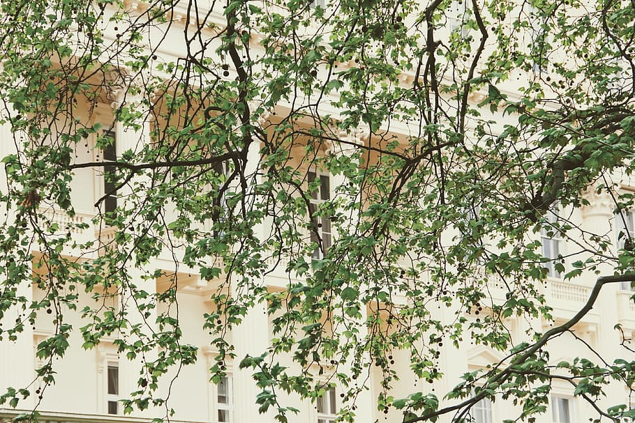 Facade, Tree, Image, Building, architecture, home, house facade HD wallpaper
