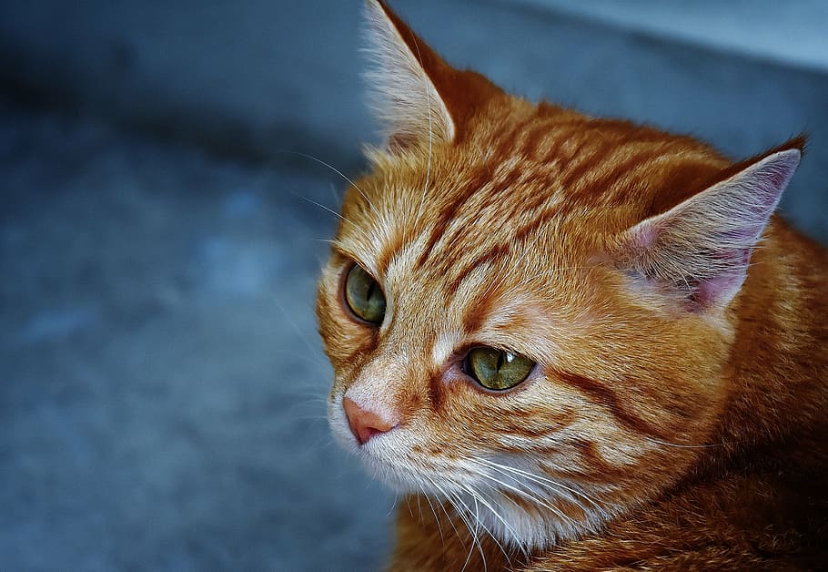 orange cat looking far away, red, cute, mackerel, tiger, sweet HD wallpaper