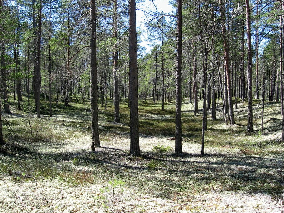 Typical forest in Hailuoto in Finland, photos, nature, public domain