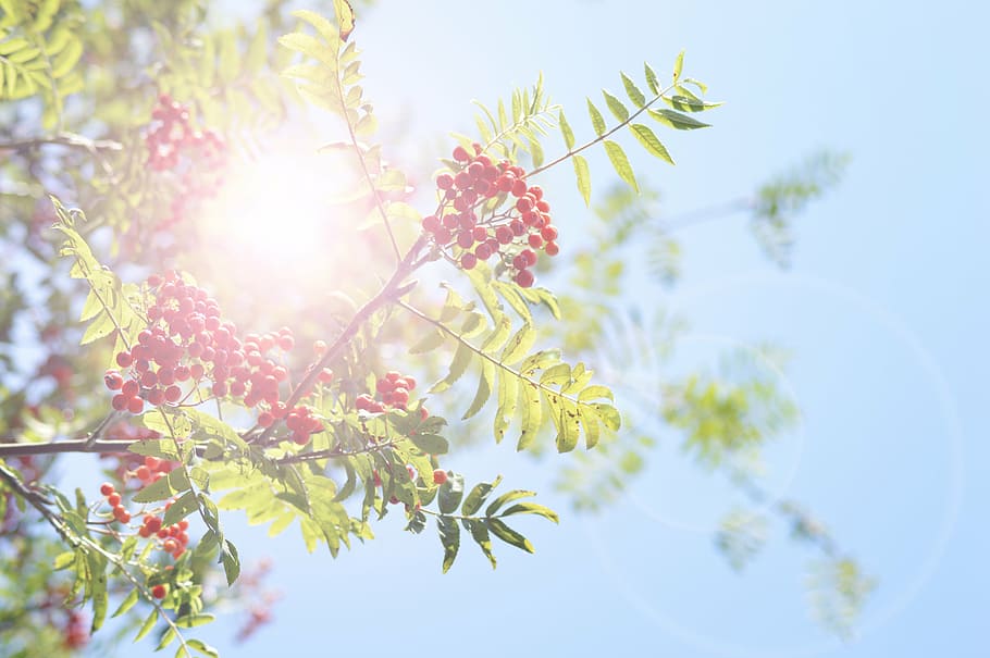 rowan, berry, sun, tree, sky, twig, fruits, beautiful, beauty HD wallpaper