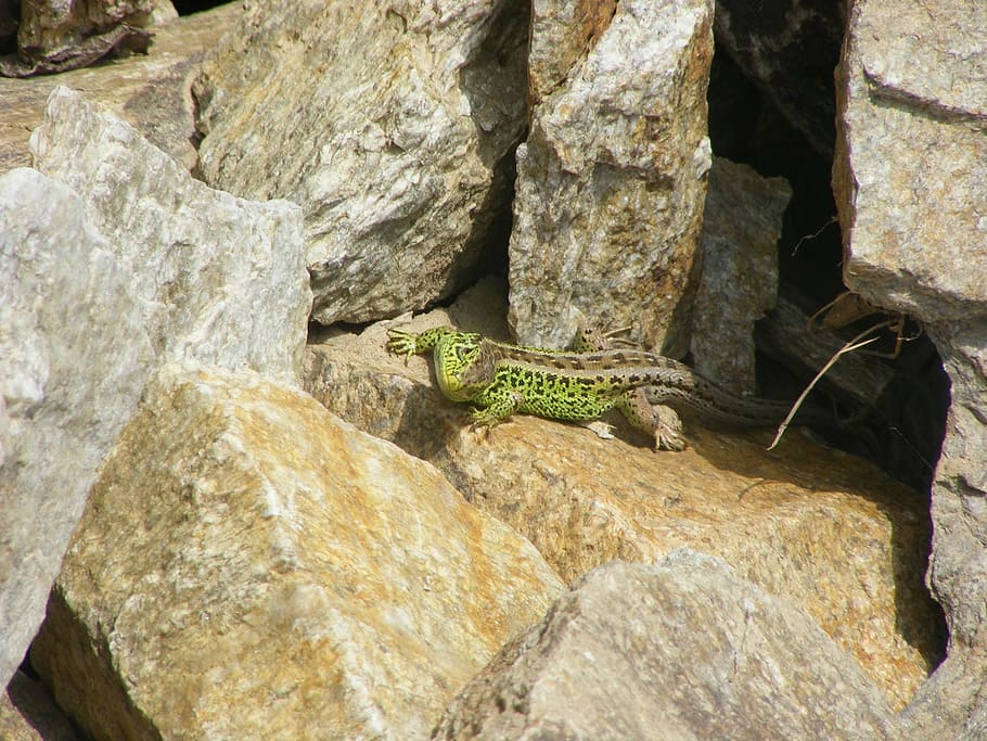 lizard, animals, nature, sand lizard, green, reptile, cold blooded animals HD wallpaper