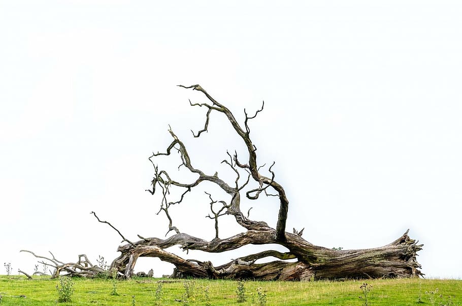 brown tree, fallen, old, wooden, nature, grass, isolated, branch HD wallpaper