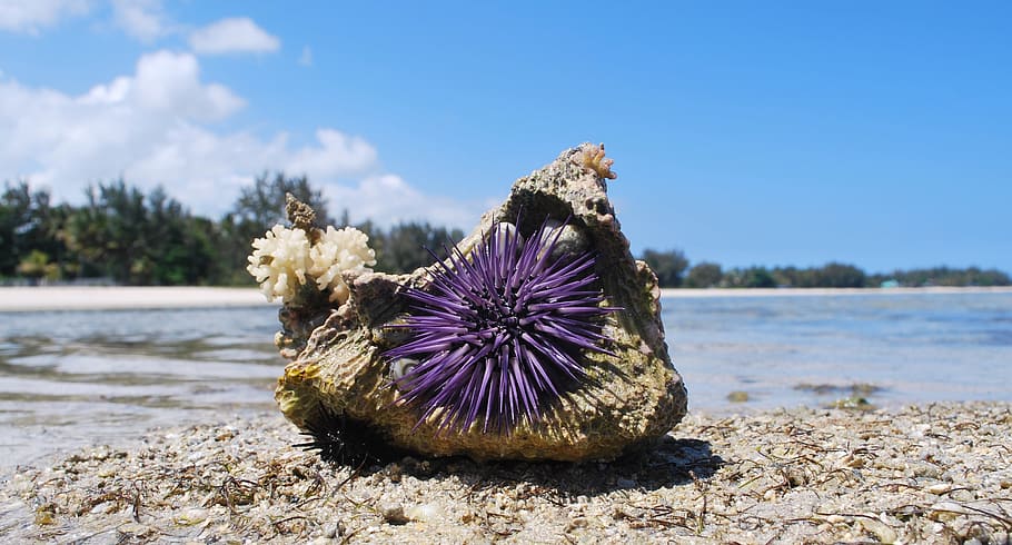 Nature, Shell, Urchin, Stone, Sea, Sand, flower, day, beauty in nature, HD wallpaper
