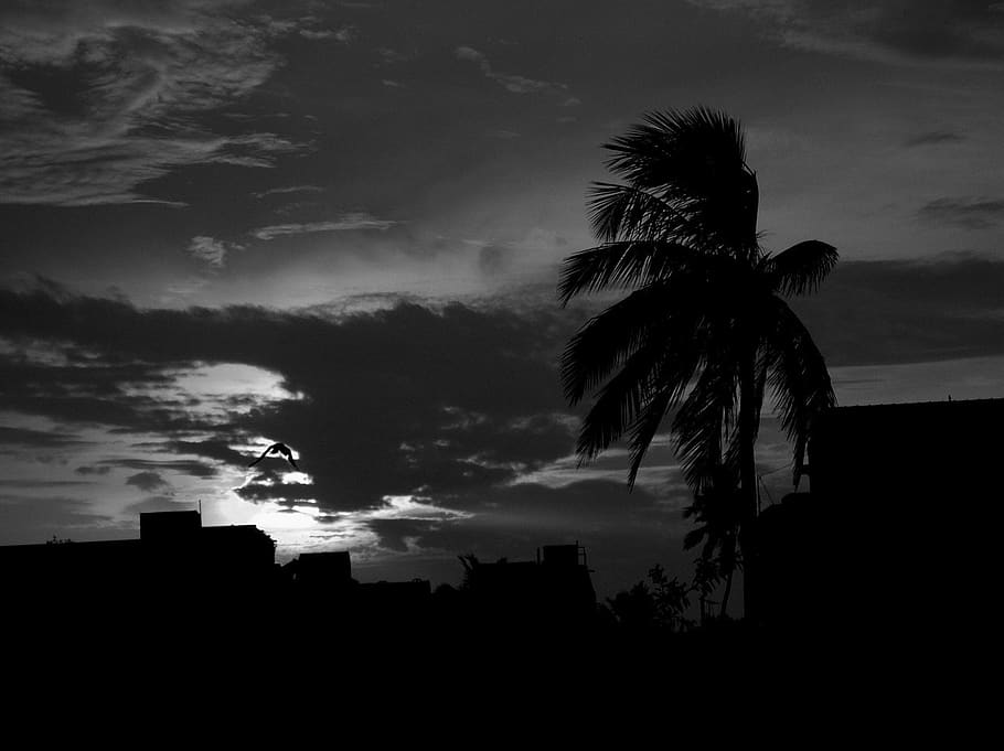 storm, clouds, dark, coconut, tree, wind, weather, thunderstorm HD wallpaper