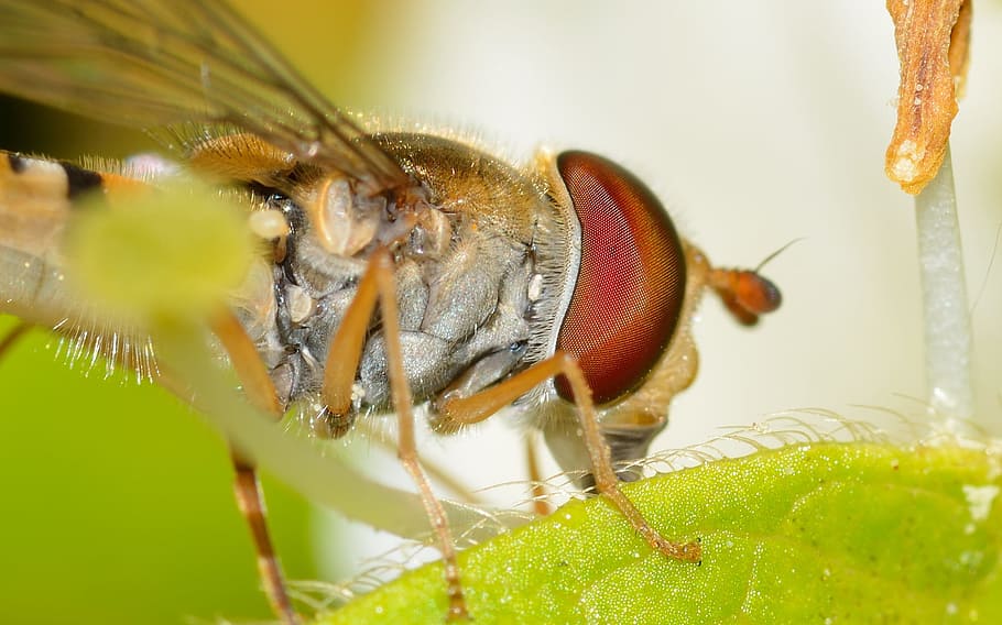 diptera, episyrphus, balteatus, macro, invertebrate, animal themes HD wallpaper