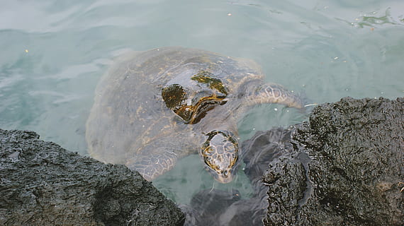 Turtle, Beach, Sea, Ocean, Nature, animal, sand, water, summer HD wallpaper