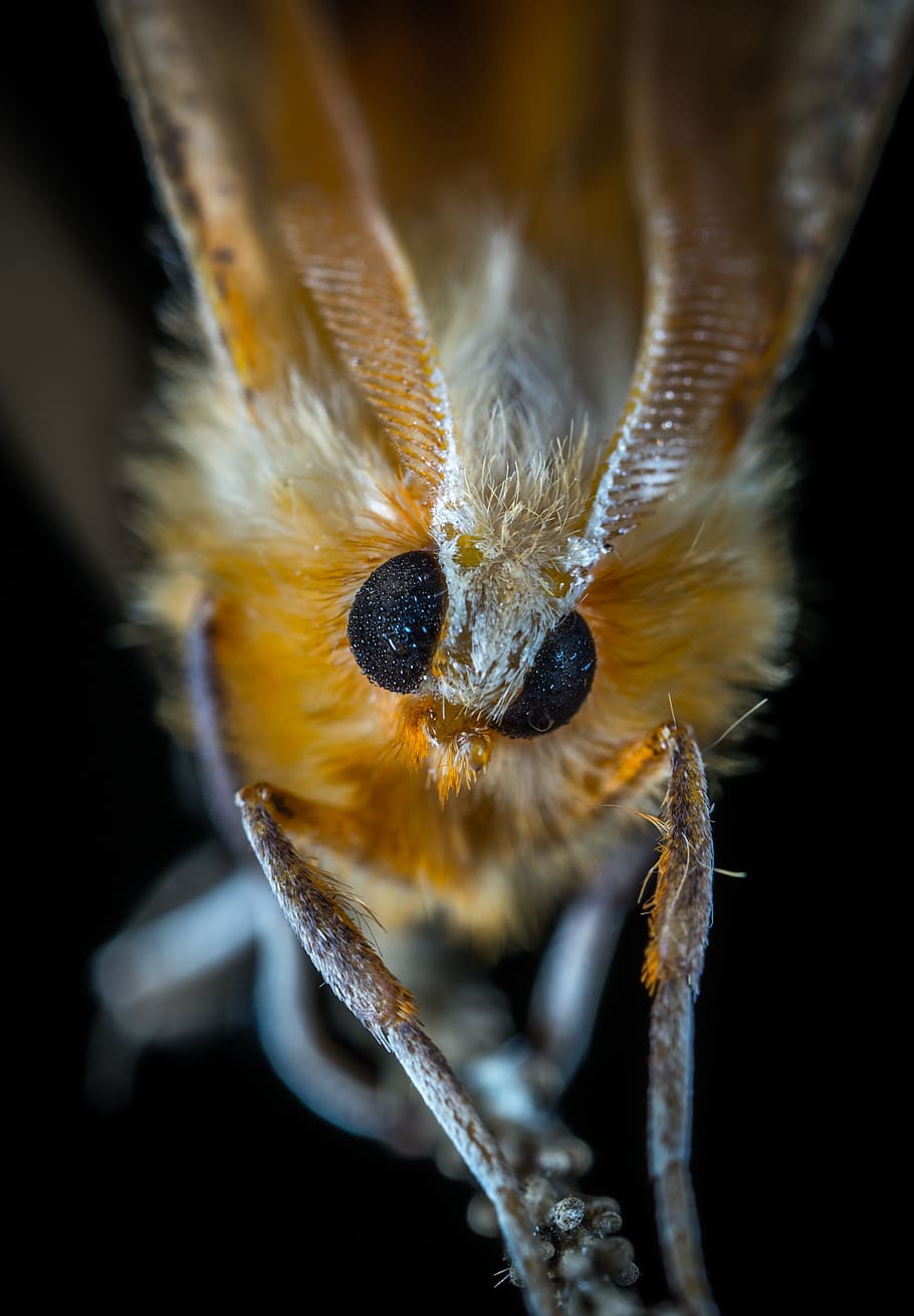 moth, insect, lepidoptera, macro, one animal, animal themes HD wallpaper