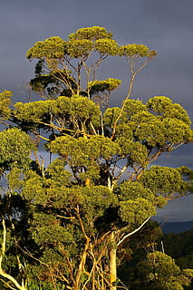 Eucalyptus, Gum Tree, Forest, australia, green, grey sky, nature HD wallpaper