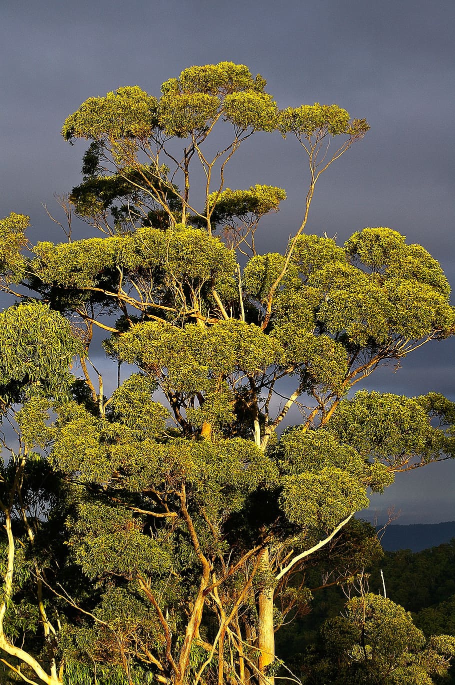 Gum Tree Eucalyptus