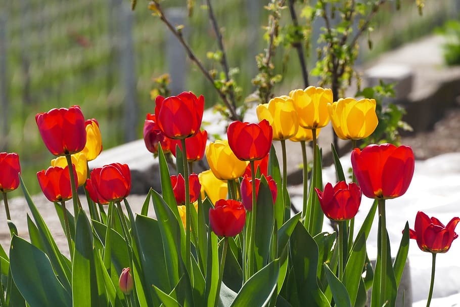 Tulips, Spring, Nature, Flowers, red, spring flower, tulip fields HD wallpaper