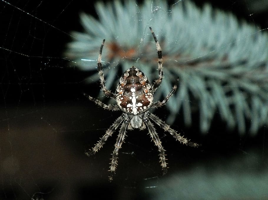 spider, araneus, nature, night, arachnid, arthropod, insect HD wallpaper