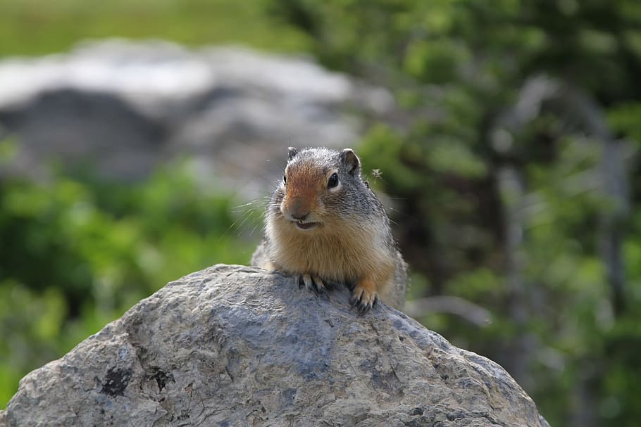 Ground Squirrel, Animal, Rock, looking, mammal, wildlife, brown HD wallpaper