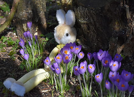 white bunny plush toy near purple flowers, Hare, Toys, Easter HD wallpaper