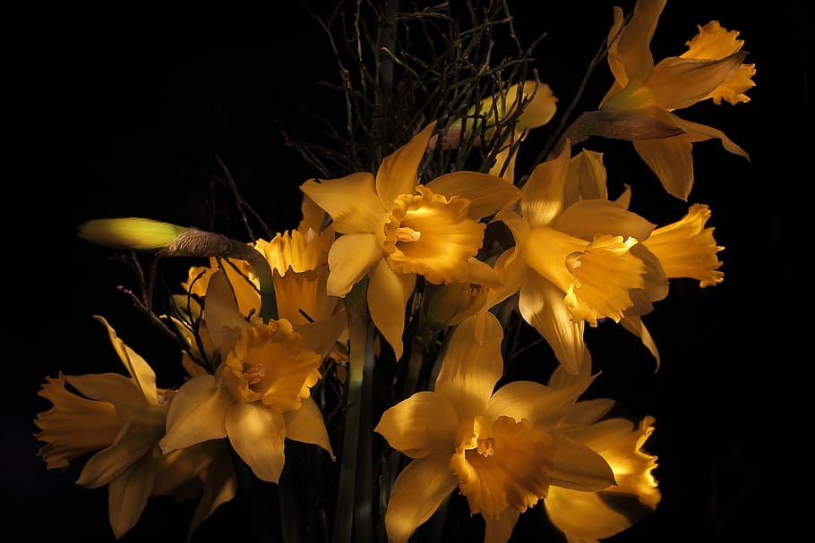 blooming orange flower, narcissus, daffodil, spring, narcissus pseudonarcissus, HD wallpaper