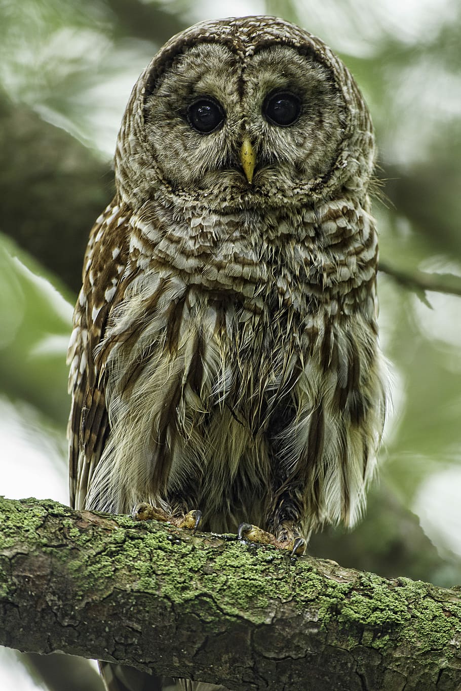 focus photo of brown and white owl, white and brown owl standing on tree branch HD wallpaper