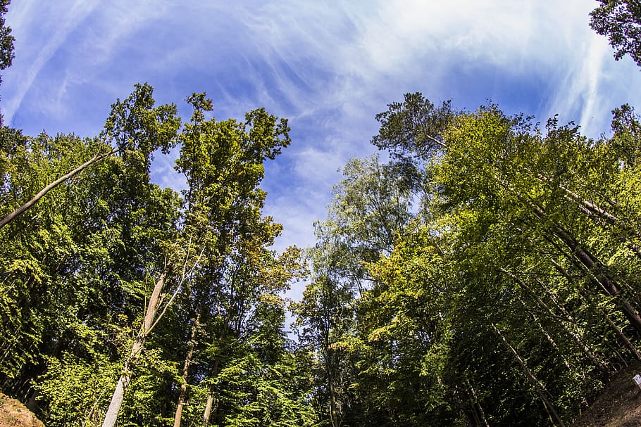 forest, landscape, nature, tree, green, view, poland, plant HD wallpaper