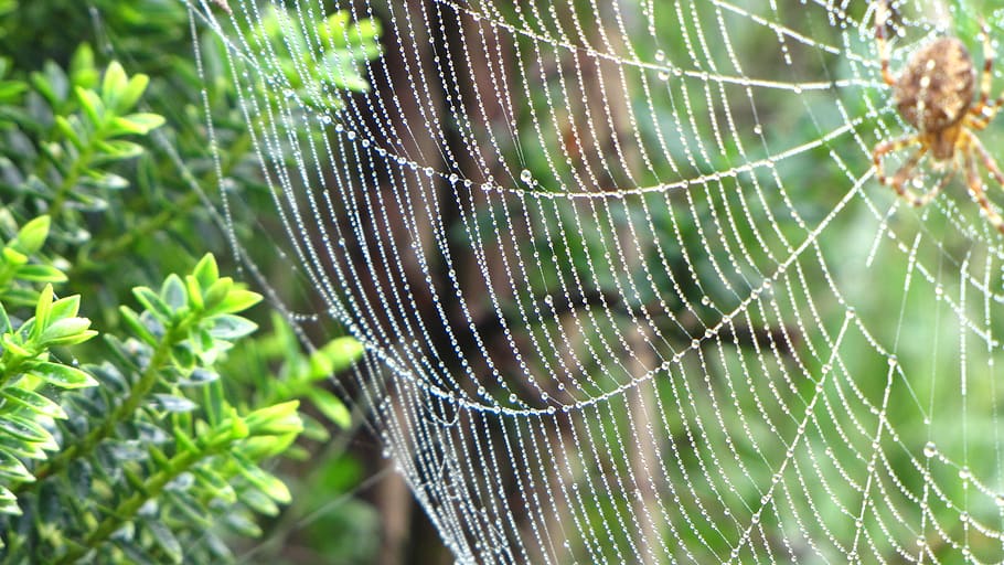 spin, web, forest, nature, bug, spider web, fragility, close-up HD wallpaper