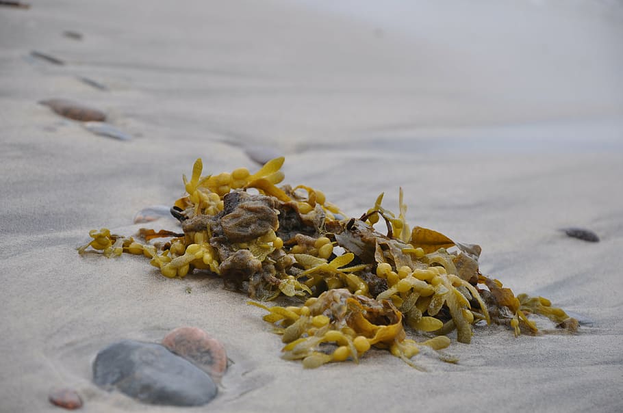 fucus, glon, beach, sea, brunatnice, sand, land, no people HD wallpaper