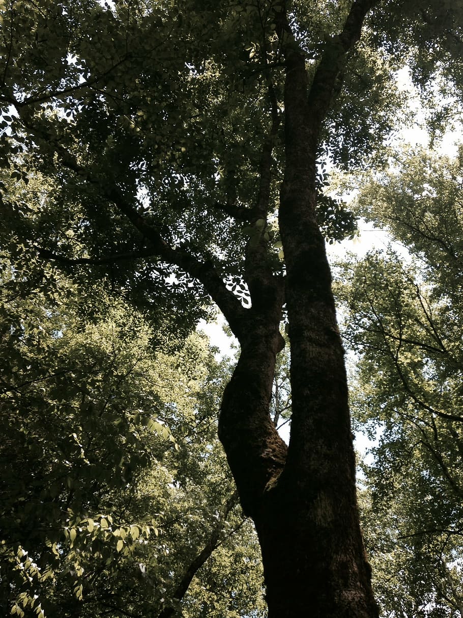 tree, forest, sky, environment, summer, nature, outdoor, country HD wallpaper