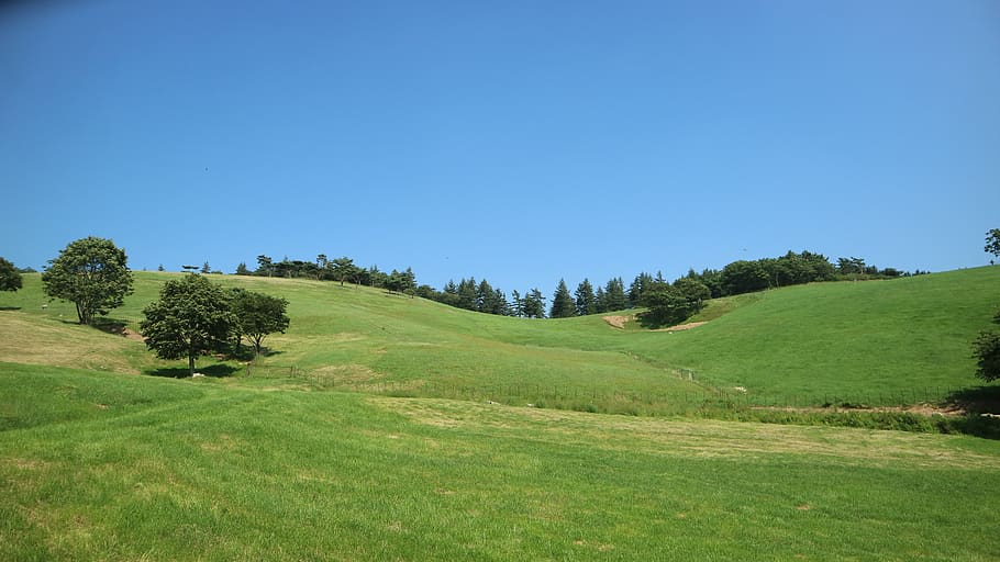 daegwallyeong, summer, ranch, plant, sky, clear sky, green color HD wallpaper