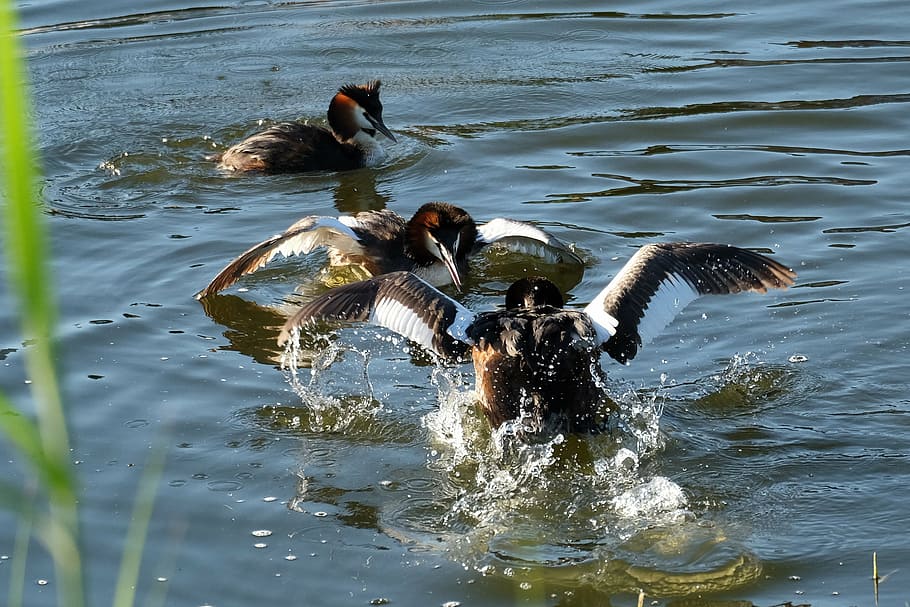great crested grebe, water bird, balz, courtship fights, nature, HD wallpaper