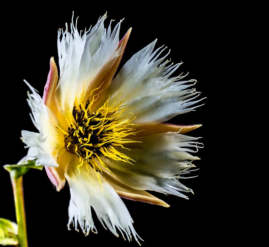 blossom, bloom, white, flowering twig, flowering plant, vulnerability HD wallpaper