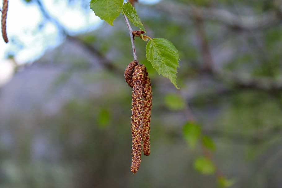 birch, birch catkins, spring, focus on foreground, plant, close-up HD wallpaper