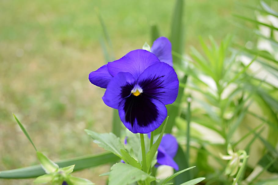 violet, flower, flowering plant, fragility, vulnerability, freshness HD wallpaper