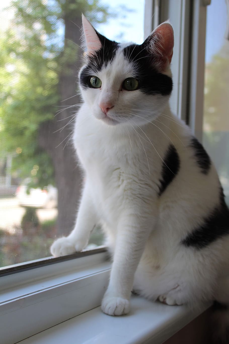 cat, window, white, black, watch, domestic, pets, domestic animals HD wallpaper