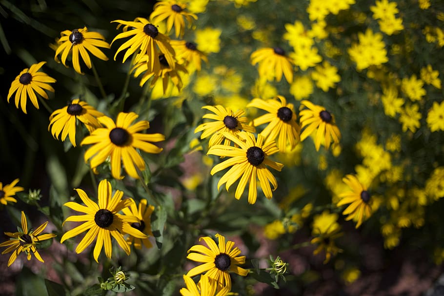flowers, yellow, nature, summer, plant, flowering plant, freshness HD wallpaper
