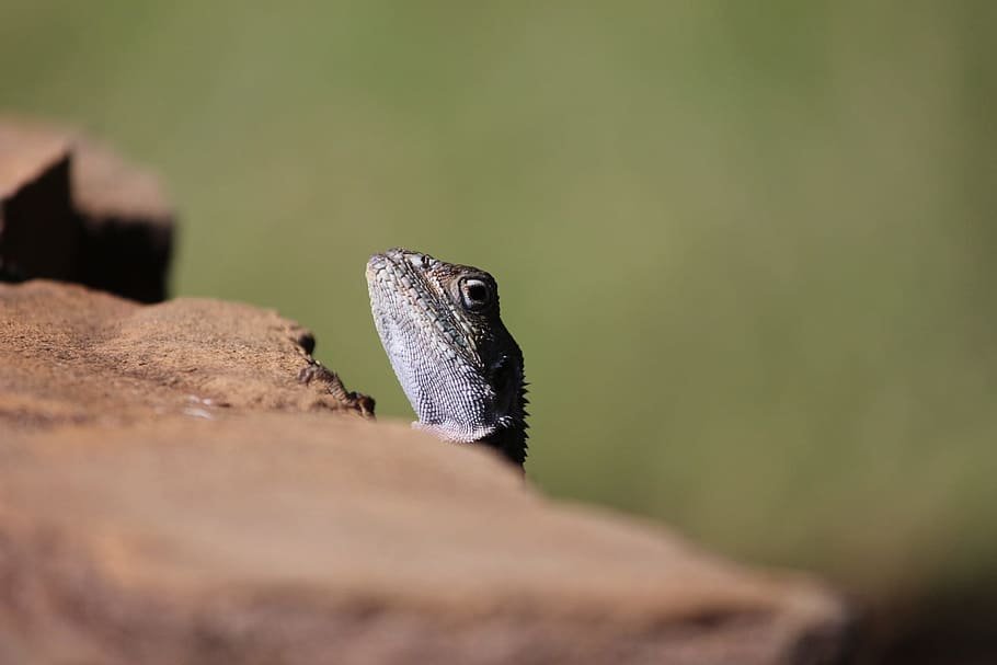 lizard, reptile, tsavo, animal themes, animal wildlife, one animal HD wallpaper