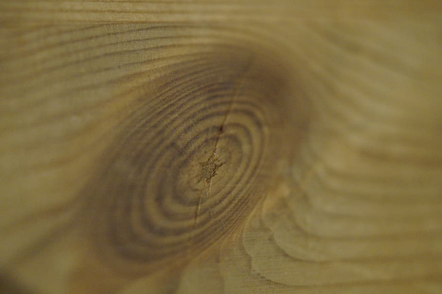 Annual Rings, Wood, Structure, Texture, knothole, brown, branch HD wallpaper