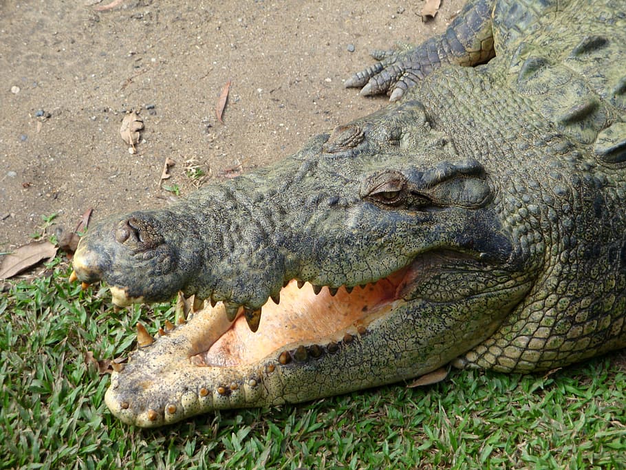 animals, crocodile, foot, tooth, maw, dangerous, risk, australia, HD wallpaper